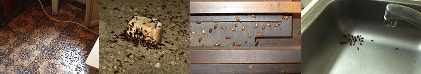 тараканы в квартире, травить, средство от тараканов