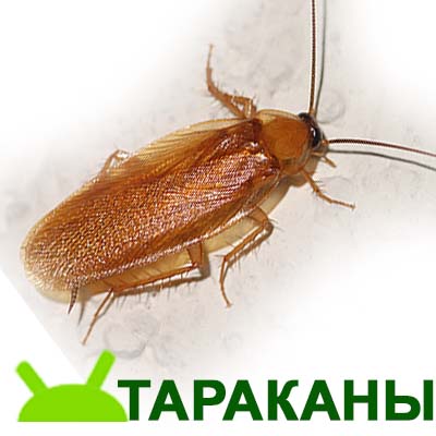 Уничтожение тараканов, травить тараканов, средство от тараканов
