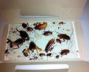 Клеевые ловушки от тараканов "Форссайт"